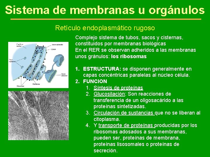 Sistema de membranas u orgánulos Retículo endoplasmático rugoso Complejo sistema de tubos, sacos y