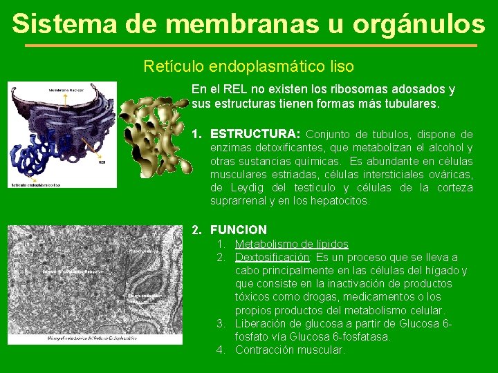 Sistema de membranas u orgánulos Retículo endoplasmático liso En el REL no existen los