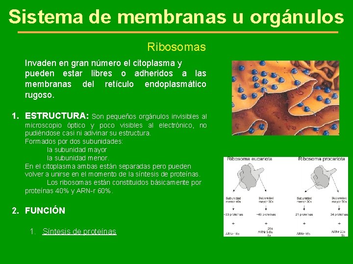 Sistema de membranas u orgánulos Ribosomas Invaden en gran número el citoplasma y pueden