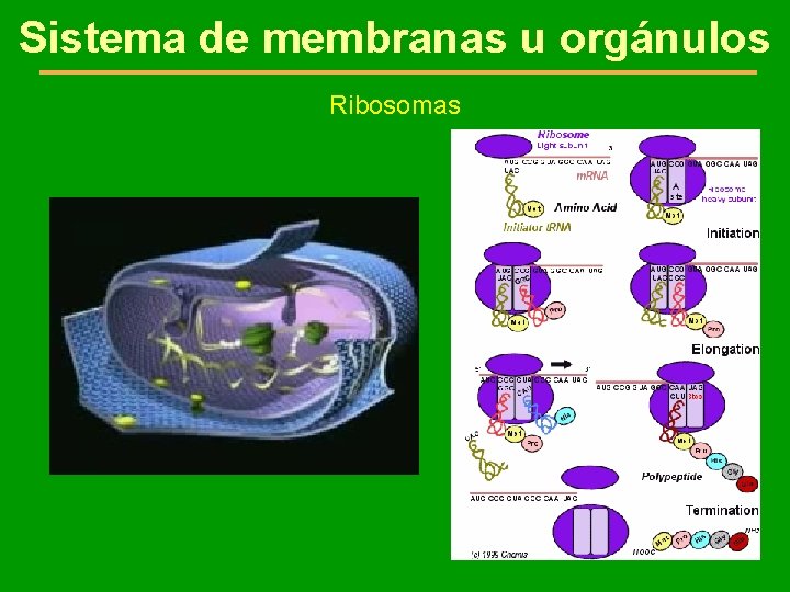 Sistema de membranas u orgánulos Ribosomas 