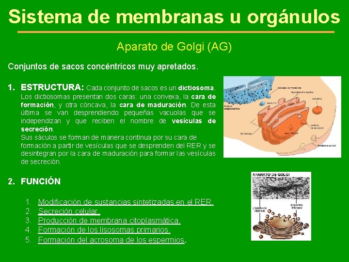 Sistema de membranas u orgánulos Aparato de Golgi (AG) Conjuntos de sacos concéntricos muy