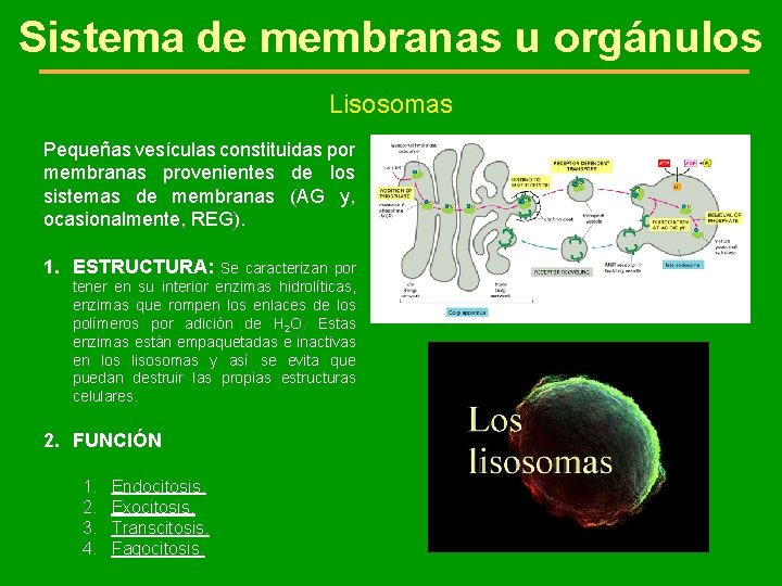 Sistema de membranas u orgánulos Lisosomas Pequeñas vesículas constituidas por membranas provenientes de los