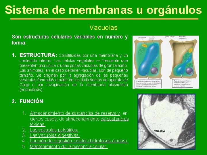 Sistema de membranas u orgánulos Vacuolas Son estructuras celulares variables en número y forma.
