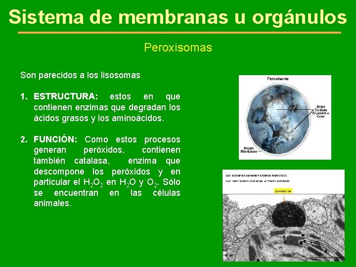 Sistema de membranas u orgánulos Peroxisomas Son parecidos a los lisosomas 1. ESTRUCTURA: estos