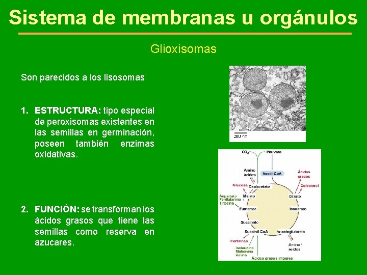 Sistema de membranas u orgánulos Glioxisomas Son parecidos a los lisosomas 1. ESTRUCTURA: tipo