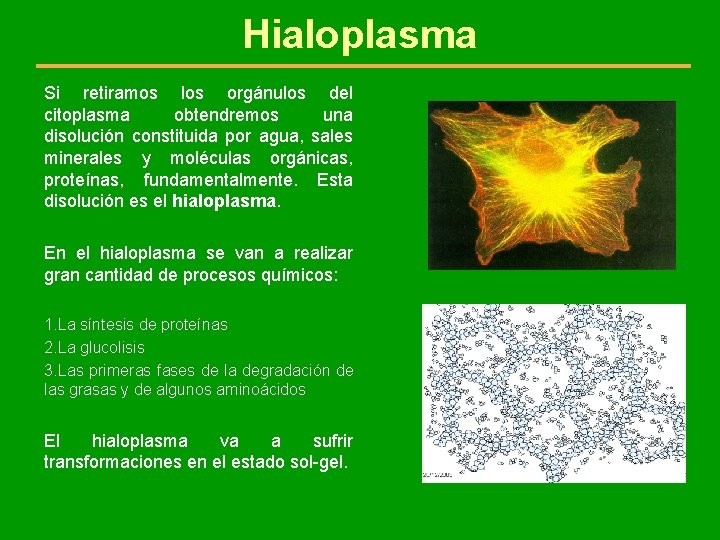Hialoplasma Si retiramos los orgánulos del citoplasma obtendremos una disolución constituida por agua, sales