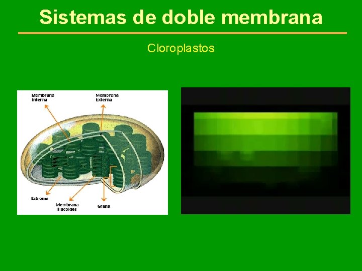 Sistemas de doble membrana Cloroplastos 