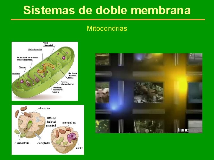 Sistemas de doble membrana Mitocondrias 