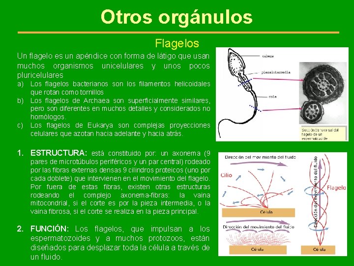 Otros orgánulos Flagelos Un flagelo es un apéndice con forma de látigo que usan