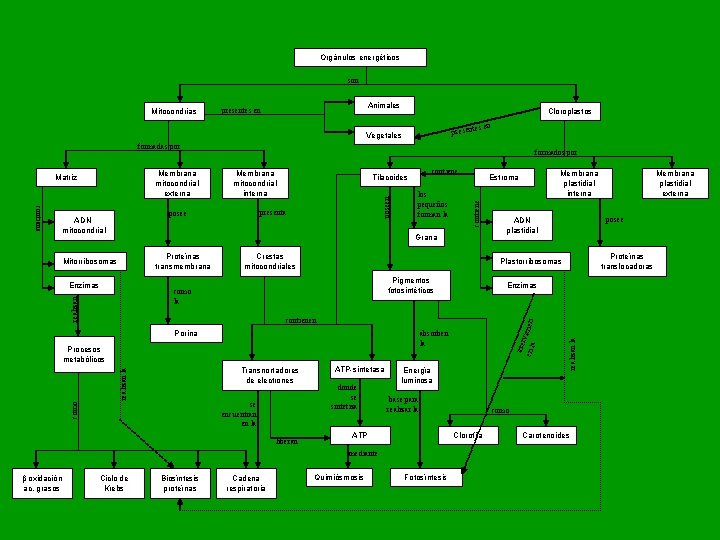 Orgánulos energéticos son Animales presentes en Cloroplastos s en presente Vegetales formadas por los