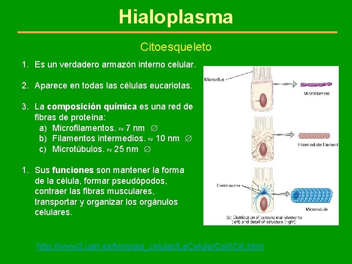 Hialoplasma Citoesqueleto 1. Es un verdadero armazón interno celular. 2. Aparece en todas las