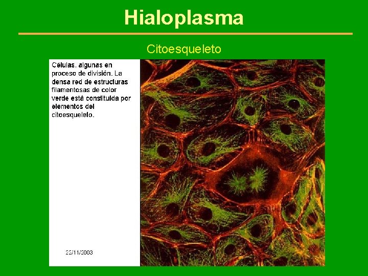 Hialoplasma Citoesqueleto 