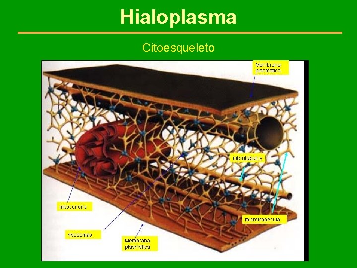 Hialoplasma Citoesqueleto 