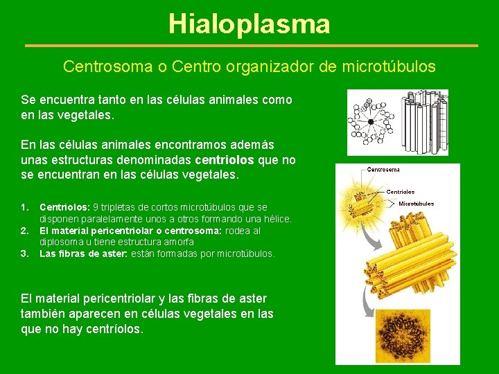 . Hialoplasma Centrosoma o Centro organizador de microtúbulos Se encuentra tanto en las células