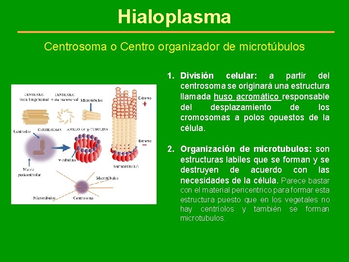 Hialoplasma Centrosoma o Centro organizador de microtúbulos 1. División celular: a partir del centrosoma