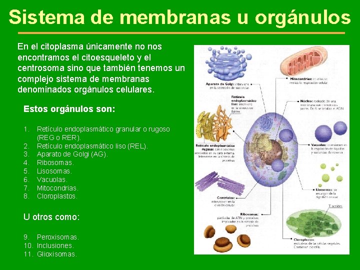 Sistema de membranas u orgánulos En el citoplasma únicamente no nos encontramos el citoesqueleto