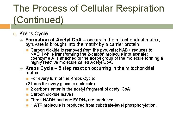 The Process of Cellular Respiration (Continued) Krebs Cycle Formation of Acetyl Co. A –