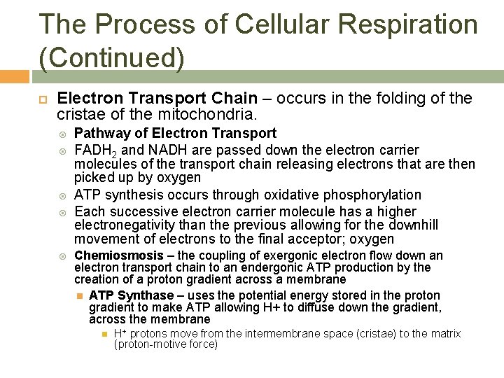 The Process of Cellular Respiration (Continued) Electron Transport Chain – occurs in the folding