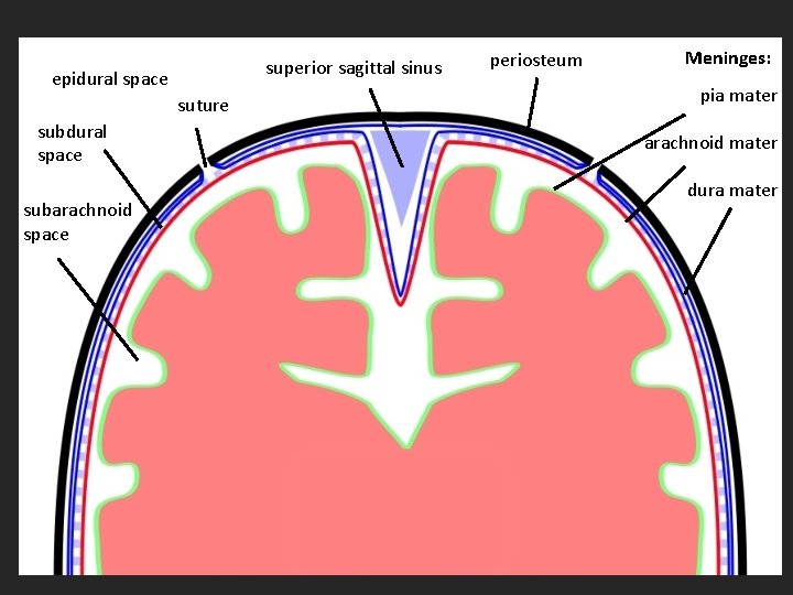 superior sagittal sinus epidural space suture subdural space subarachnoid space periosteum Meninges: pia mater