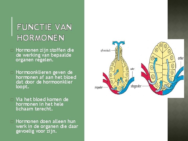 FUNCTIE VAN HORMONEN � Hormonen zijn stoffen die de werking van bepaalde organen regelen.