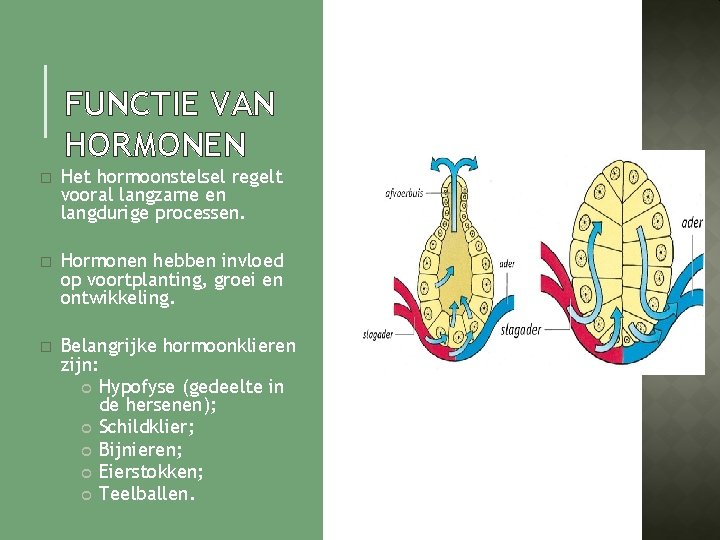 FUNCTIE VAN HORMONEN � Het hormoonstelsel regelt vooral langzame en langdurige processen. � Hormonen