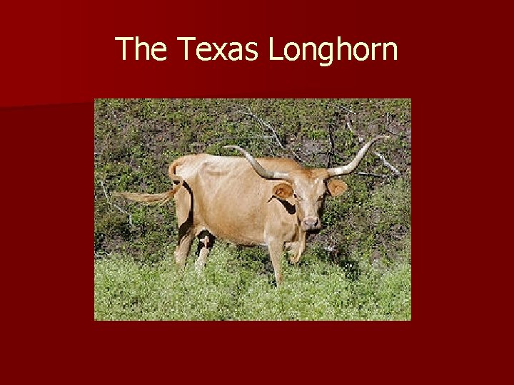 The Texas Longhorn 