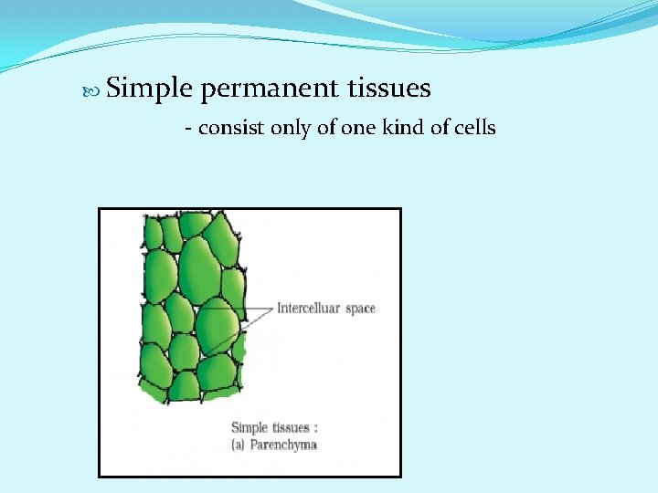  Simple permanent tissues - consist only of one kind of cells 