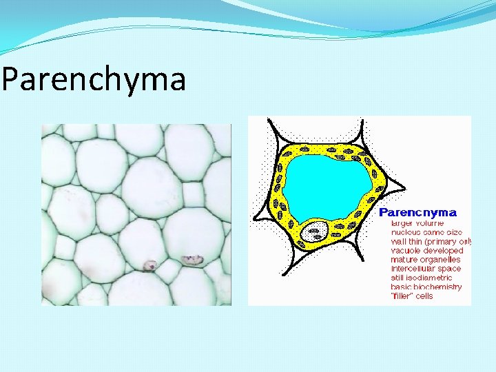 Parenchyma 