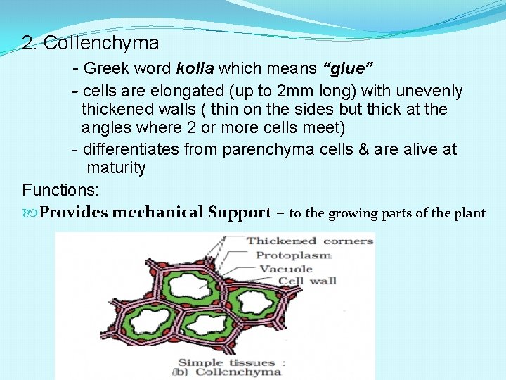 2. Co. IIenchyma - Greek word kolla which means “glue” - cells are elongated