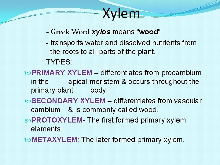 Xylem - Greek Word xy. Ios means “wood” - transports water and dissolved nutrients