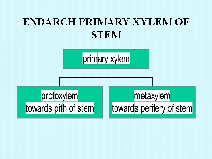ENDARCH PRIMARY XYLEM OF STEM 