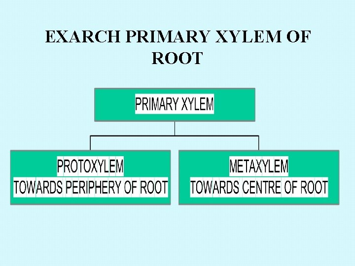 EXARCH PRIMARY XYLEM OF ROOT 