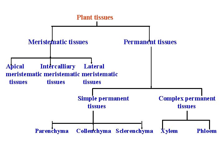 Plant tissues Meristematic tissues Permanent tissues Apical Intercalliary Lateral meristematic tissues Simple permanent tissues