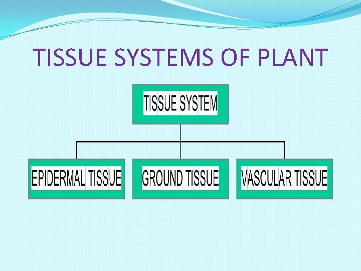 TISSUE SYSTEMS OF PLANT 