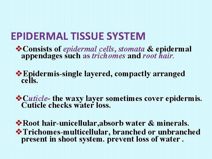 EPIDERMAL TISSUE SYSTEM v. Consists of epidermal cells, stomata & epidermal appendages such as