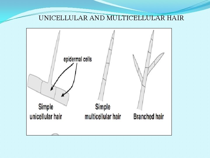 UNICELLULAR AND MULTICELLULAR HAIR 