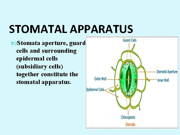 STOMATAL APPARATUS Stomata aperture, guard cells and surrounding epidermal cells (subsidiary cells) together constitute