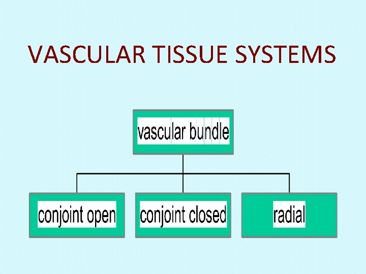 VASCULAR TISSUE SYSTEMS 