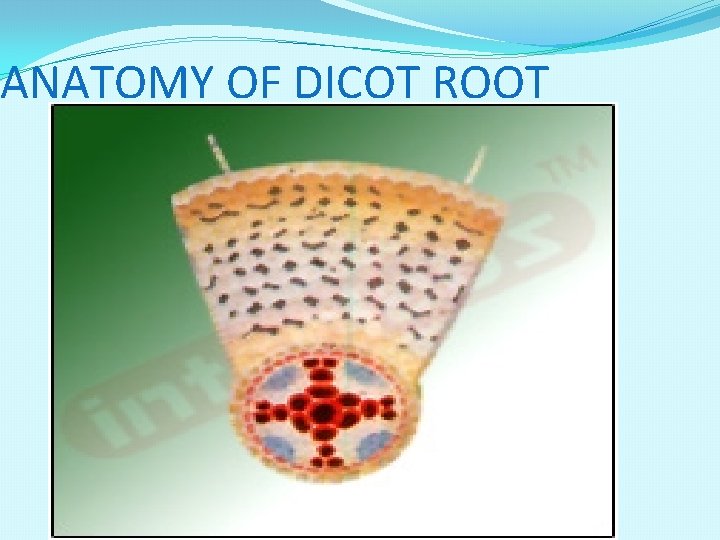 ANATOMY OF DICOT ROOT 