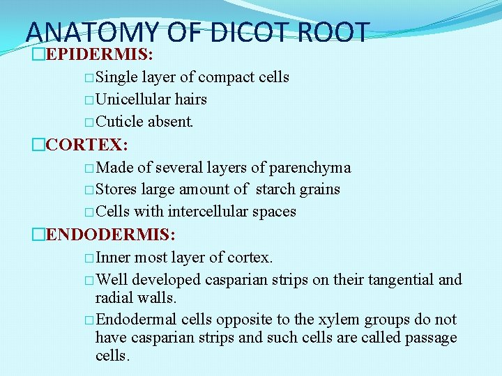 ANATOMY OF DICOT ROOT �EPIDERMIS: �Single layer of compact cells �Unicellular hairs �Cuticle absent.