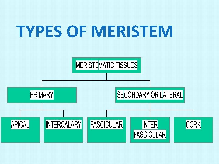 TYPES OF MERISTEM 