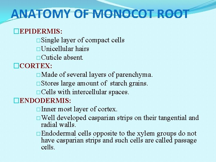 ANATOMY OF MONOCOT ROOT �EPIDERMIS: �Single layer of compact cells �Unicellular hairs �Cuticle absent.