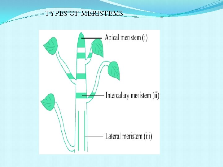 TYPES OF MERISTEMS 