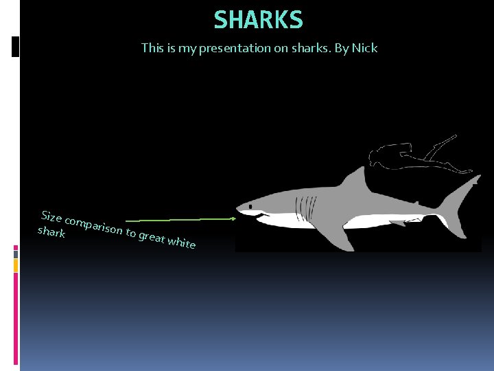 SHARKS This is my presentation on sharks. By Nick Size co mparis on to