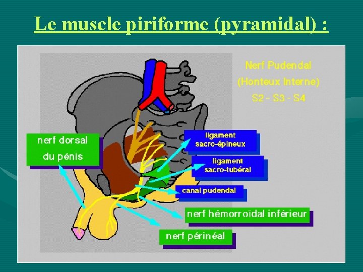 Le muscle piriforme (pyramidal) : 