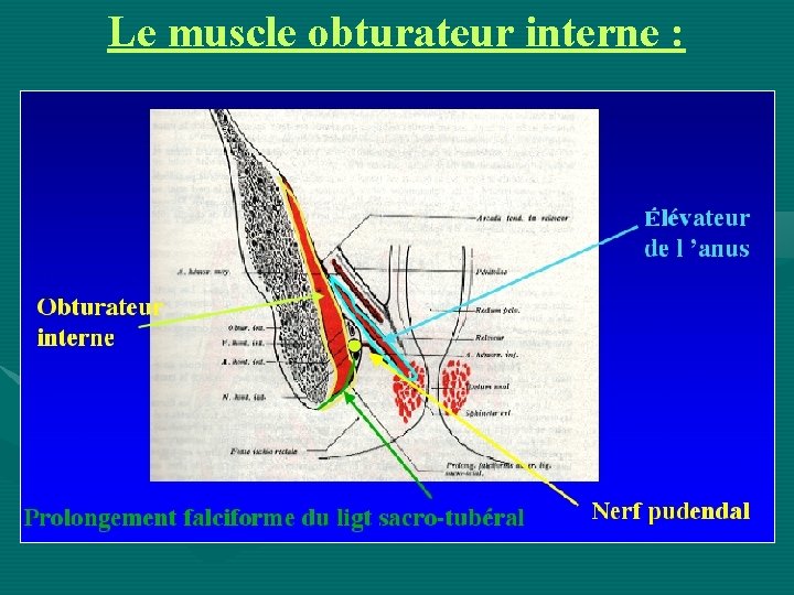 Le muscle obturateur interne : 