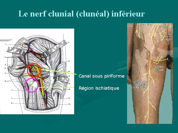 Le nerf clunial (clunéal) inférieur Canal sous piriforme Région ischiatique 