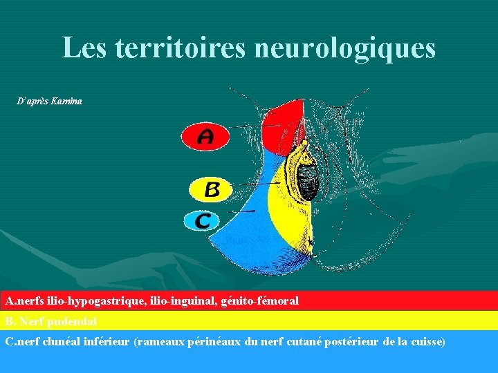 Les territoires neurologiques D’après Kamina A. nerfs ilio-hypogastrique, ilio-inguinal, génito-fémoral B. Nerf pudendal C.