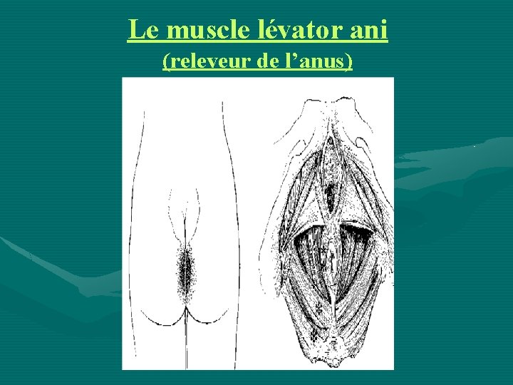 Le muscle lévator ani (releveur de l’anus) 