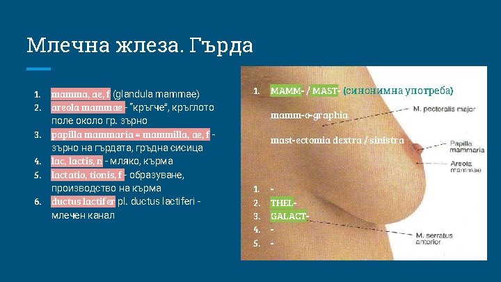 Млечна жлеза. Гърда 1. 2. 3. 4. 5. 6. mamma, ae, f (glandula mammae)